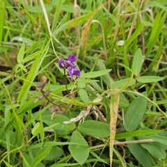 Glycine tabacina (Variable Glycine) at The Pinnacle - 14 Jan 2024 by sangio7