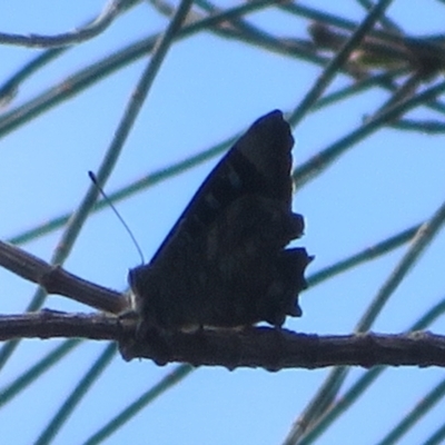 Ogyris olane (Broad-margined Azure) at Mount Ainslie - 12 Jan 2024 by Christine