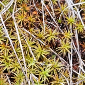 Polytrichaceae sp. (family) at The Pinnacle - 14 Jan 2024