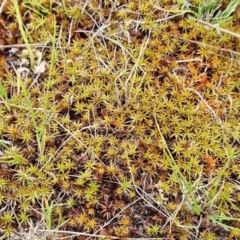 Polytrichaceae sp. (family) at The Pinnacle - 14 Jan 2024 11:52 AM