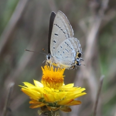 Jalmenus ictinus (Stencilled Hairstreak) at Mount Ainslie - 12 Jan 2024 by Christine