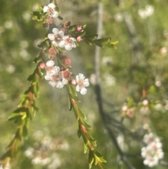 Baeckea utilis (Mountain Baeckea) at Bago State Forest - 10 Jan 2024 by JaneR