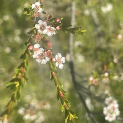 Baeckea utilis (Mountain Baeckea) at Bago State Forest - 11 Jan 2024 by JaneR