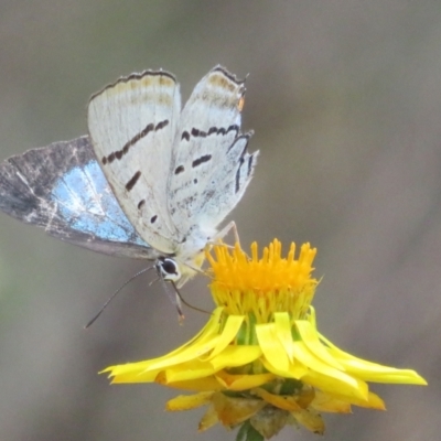 Jalmenus evagoras (Imperial Hairstreak) at Mount Ainslie - 12 Jan 2024 by Christine