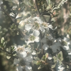 Leptospermum myrtifolium (Myrtle Teatree) at Bago State Forest - 11 Jan 2024 by JaneR