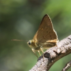 Timoconia flammeata (Bright Shield-skipper) at Mount Ainslie - 12 Jan 2024 by Christine