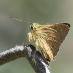 Timoconia flammeata at Mount Ainslie - 12 Jan 2024