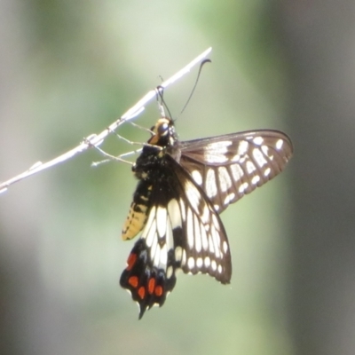 Papilio anactus (Dainty Swallowtail) at Mount Ainslie - 12 Jan 2024 by Christine