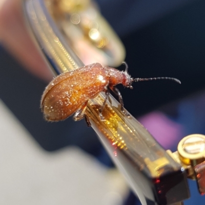 Ecnolagria grandis (Honeybrown beetle) at Alpine Shire - 30 Dec 2023 by HappyWanderer