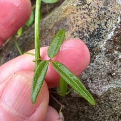 Glycine microphylla (Small-leaf Glycine) at Kangaroo Valley, NSW - 15 Jan 2024 by lbradley
