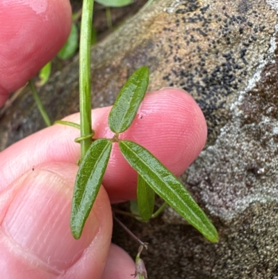 Glycine microphylla (Small-leaf Glycine) at Kangaroo Valley, NSW - 15 Jan 2024 by lbradley
