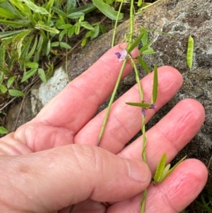 Glycine microphylla at Kangaroo Valley, NSW - suppressed