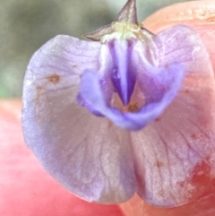 Glycine microphylla at Kangaroo Valley, NSW - suppressed