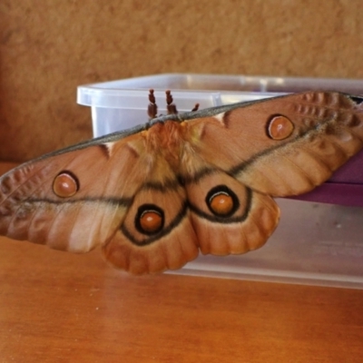 Opodiphthera eucalypti (Emperor Gum Moth) at Mount Painter - 12 Jan 2024 by CathB