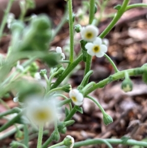 Hackelia suaveolens at Hall, ACT - 15 Jan 2024