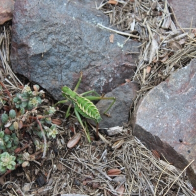 Chlorodectes montanus (Montane green shield back katydid) at Booth, ACT - 14 Jan 2024 by maura