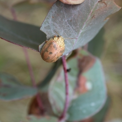Paropsis atomaria (Eucalyptus leaf beetle) at Booth, ACT - 13 Jan 2024 by maura
