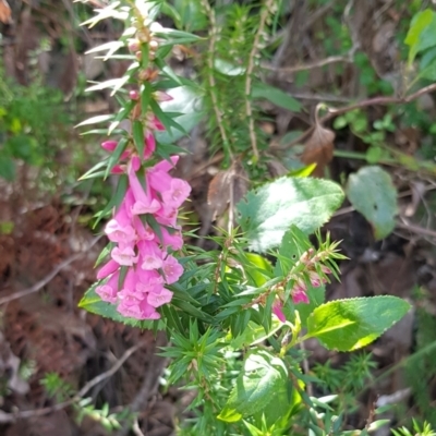 Epacris impressa (Common Heath) at Marlo, VIC - 1 Jan 2024 by HappyWanderer