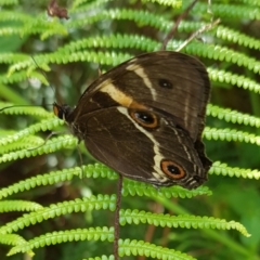 Tisiphone abeona (Varied Sword-grass Brown) at Marlo, VIC - 1 Jan 2024 by HappyWanderer