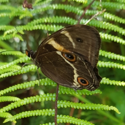 Tisiphone abeona (Varied Sword-grass Brown) at Marlo, VIC - 1 Jan 2024 by HappyWanderer