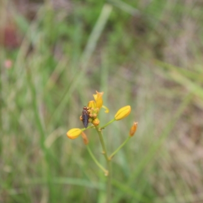 Inopus rubriceps (Sugarcane Soldier Fly) at Booth, ACT - 13 Jan 2024 by maura