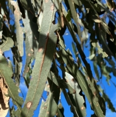 Eucalyptus bridgesiana at Hall, ACT - 12 Jan 2024 09:30 AM