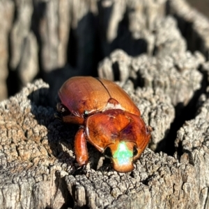 Anoplognathus montanus at Hall, ACT - 11 Jan 2024 08:02 AM