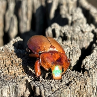 Anoplognathus montanus (Montane Christmas beetle) at Hall, ACT - 10 Jan 2024 by strigo