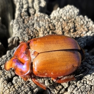 Anoplognathus montanus at Hall, ACT - 11 Jan 2024