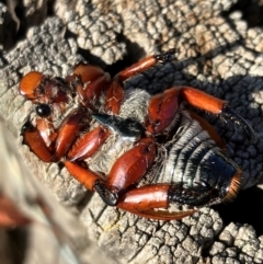 Anoplognathus montanus at Hall, ACT - 11 Jan 2024 08:02 AM