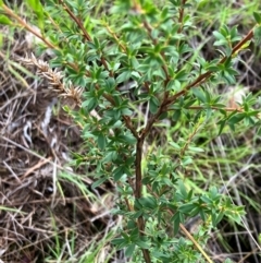 Kunzea ericoides (Burgan) at Hall, ACT - 8 Jan 2024 by strigo