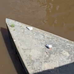 Chroicocephalus novaehollandiae (Silver Gull) at Melbourne, VIC - 13 Jan 2024 by Darcy