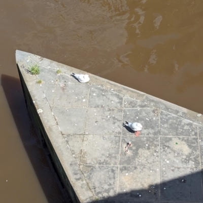 Chroicocephalus novaehollandiae (Silver Gull) at Melbourne, VIC - 13 Jan 2024 by Darcy