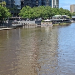 Cygnus atratus (Black Swan) at Southbank, VIC - 13 Jan 2024 by Darcy