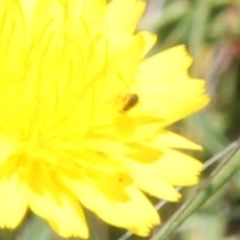 Unidentified Beetle (Coleoptera) at Franklin Grassland (FRA_5) - 15 Jan 2024 by JenniM