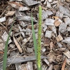 Setaria parviflora (Slender Pigeon Grass) at Belconnen, ACT - 15 Jan 2024 by JohnGiacon