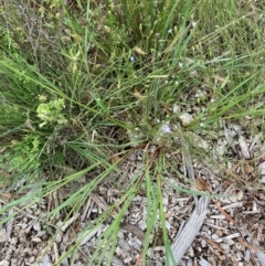 Setaria parviflora at Belconnen, ACT - 15 Jan 2024