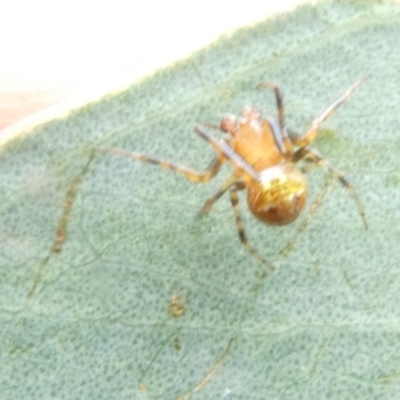 Unidentified Spider (Araneae) at Belconnen, ACT - 15 Jan 2024 by JohnGiacon