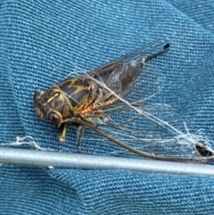 Galanga labeculata (Double-spotted cicada) at Kama - 15 Jan 2024 by SteveBorkowskis
