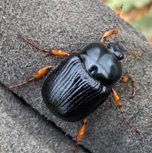 Anomalomorpha anthracina at Molonglo River Reserve - 15 Jan 2024