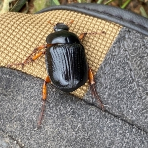 Anomalomorpha anthracina at Molonglo River Reserve - 15 Jan 2024