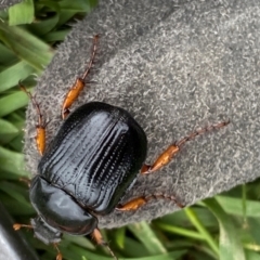 Anomalomorpha anthracina at Molonglo River Reserve - 15 Jan 2024