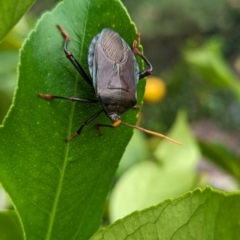 Musgraveia sulciventris (Bronze Orange Bug) at Page, ACT - 14 Jan 2024 by CattleDog