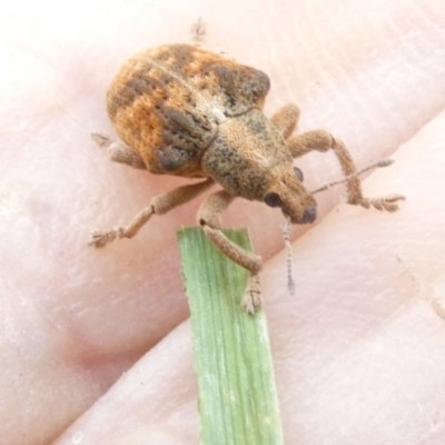 Gonipterus scutellatus (Eucalyptus snout beetle, gum tree weevil) at Emu Creek - 15 Jan 2024 by JohnGiacon