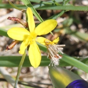 Heliocosma (genus - immature) at Franklin Grassland (FRA_5) - 13 Jan 2024 12:22 PM