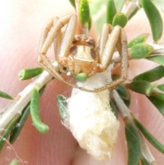 Runcinia acuminata (Pointy Crab Spider) at Flea Bog Flat to Emu Creek Corridor - 15 Jan 2024 by JohnGiacon