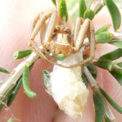 Runcinia acuminata (Pointy Crab Spider) at Flea Bog Flat to Emu Creek Corridor - 15 Jan 2024 by JohnGiacon