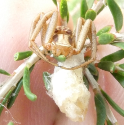 Runcinia acuminata (Pointy Crab Spider) at Belconnen, ACT - 15 Jan 2024 by JohnGiacon