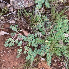 Euphorbia dallachyana (Mat Spurge, Caustic Weed) at Hall, ACT - 8 Jan 2024 by strigo