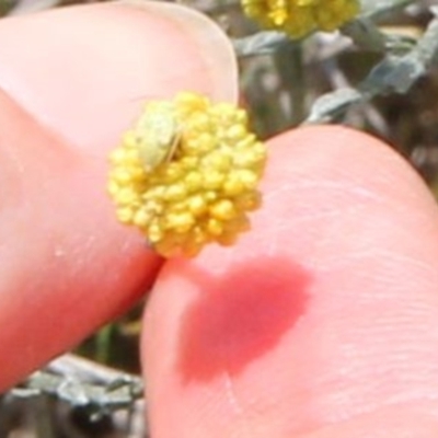 Miridae (family) (Unidentified plant bug) at Budjan Galindji (Franklin Grassland) Reserve - 13 Jan 2024 by JenniM